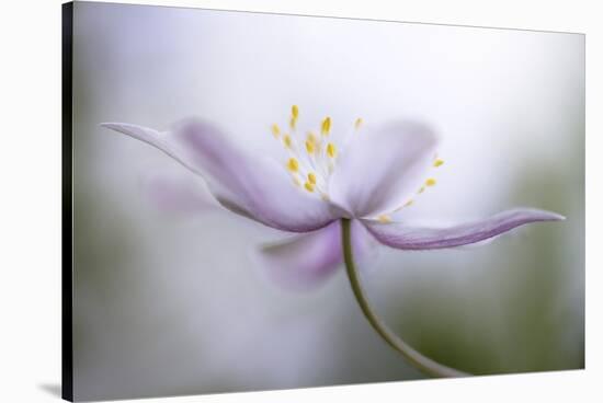 Nemorosa-Mandy Disher-Stretched Canvas