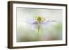 Nemorosa-Mandy Disher-Framed Photographic Print