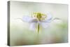 Nemorosa-Mandy Disher-Stretched Canvas