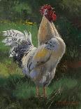 White And Yellow Rooster-Nenad Mirkovich-Art Print