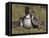 Nene, Branta Sandvicensis, Hawaiian Goose with Goslings, Burscough-Steve & Ann Toon-Framed Stretched Canvas