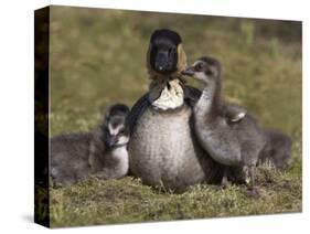 Nene, Branta Sandvicensis, Hawaiian Goose with Goslings, Burscough-Steve & Ann Toon-Stretched Canvas