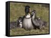 Nene, Branta Sandvicensis, Hawaiian Goose with Goslings, Burscough-Steve & Ann Toon-Framed Stretched Canvas