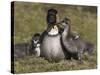 Nene, Branta Sandvicensis, Hawaiian Goose with Goslings, Burscough-Steve & Ann Toon-Stretched Canvas