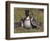 Nene, Branta Sandvicensis, Hawaiian Goose with Goslings, Burscough-Steve & Ann Toon-Framed Photographic Print