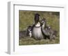 Nene, Branta Sandvicensis, Hawaiian Goose with Goslings, Burscough-Steve & Ann Toon-Framed Photographic Print