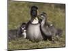 Nene, Branta Sandvicensis, Hawaiian Goose with Goslings, Burscough-Steve & Ann Toon-Mounted Photographic Print