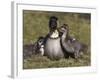 Nene, Branta Sandvicensis, Hawaiian Goose with Goslings, Burscough-Steve & Ann Toon-Framed Photographic Print