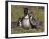 Nene, Branta Sandvicensis, Hawaiian Goose with Goslings, Burscough-Steve & Ann Toon-Framed Photographic Print