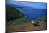 Nene Goose Walking along the Coast-W. Perry Conway-Mounted Photographic Print