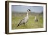 Nene - Hawaiian Goose (Branta Sandvicensis) Hawaii. April. Vulnerable Species-Gerrit Vyn-Framed Photographic Print