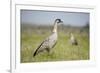 Nene - Hawaiian Goose (Branta Sandvicensis) Hawaii. April. Vulnerable Species-Gerrit Vyn-Framed Photographic Print