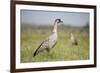 Nene - Hawaiian Goose (Branta Sandvicensis) Hawaii. April. Vulnerable Species-Gerrit Vyn-Framed Photographic Print