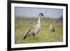 Nene - Hawaiian Goose (Branta Sandvicensis) Hawaii. April. Vulnerable Species-Gerrit Vyn-Framed Photographic Print