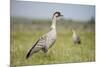 Nene - Hawaiian Goose (Branta Sandvicensis) Hawaii. April. Vulnerable Species-Gerrit Vyn-Mounted Photographic Print