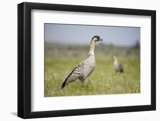 Nene - Hawaiian Goose (Branta Sandvicensis) Hawaii. April. Vulnerable Species-Gerrit Vyn-Framed Photographic Print