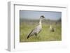 Nene - Hawaiian Goose (Branta Sandvicensis) Hawaii. April. Vulnerable Species-Gerrit Vyn-Framed Photographic Print