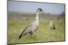 Nene - Hawaiian Goose (Branta Sandvicensis) Hawaii. April. Vulnerable Species-Gerrit Vyn-Mounted Photographic Print