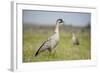 Nene - Hawaiian Goose (Branta Sandvicensis) Hawaii. April. Vulnerable Species-Gerrit Vyn-Framed Photographic Print