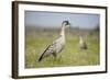 Nene - Hawaiian Goose (Branta Sandvicensis) Hawaii. April. Vulnerable Species-Gerrit Vyn-Framed Photographic Print