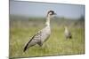 Nene - Hawaiian Goose (Branta Sandvicensis) Hawaii. April. Vulnerable Species-Gerrit Vyn-Mounted Photographic Print