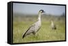 Nene - Hawaiian Goose (Branta Sandvicensis) Hawaii. April. Vulnerable Species-Gerrit Vyn-Framed Stretched Canvas