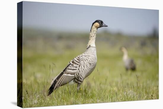 Nene - Hawaiian Goose (Branta Sandvicensis) Hawaii. April. Vulnerable Species-Gerrit Vyn-Stretched Canvas