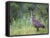 Nene Hawaiian Goose on the Island of Kauai, Hawaii, USA-David R. Frazier-Framed Stretched Canvas