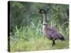 Nene Hawaiian Goose on the Island of Kauai, Hawaii, USA-David R. Frazier-Stretched Canvas