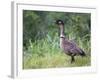 Nene Hawaiian Goose on the Island of Kauai, Hawaii, USA-David R. Frazier-Framed Photographic Print