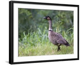 Nene Hawaiian Goose on the Island of Kauai, Hawaii, USA-David R. Frazier-Framed Photographic Print