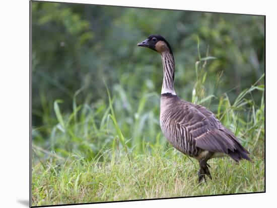 Nene Hawaiian Goose on the Island of Kauai, Hawaii, USA-David R. Frazier-Mounted Photographic Print