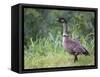 Nene Hawaiian Goose on the Island of Kauai, Hawaii, USA-David R. Frazier-Framed Stretched Canvas