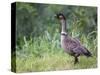 Nene Hawaiian Goose on the Island of Kauai, Hawaii, USA-David R. Frazier-Stretched Canvas