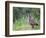 Nene Hawaiian Goose on the Island of Kauai, Hawaii, USA-David R. Frazier-Framed Photographic Print