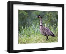 Nene Hawaiian Goose on the Island of Kauai, Hawaii, USA-David R. Frazier-Framed Photographic Print