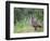 Nene Hawaiian Goose on the Island of Kauai, Hawaii, USA-David R. Frazier-Framed Photographic Print