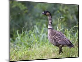 Nene Hawaiian Goose on the Island of Kauai, Hawaii, USA-David R. Frazier-Mounted Photographic Print