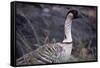 Nene on Hawaii Island Coast-Paul Souders-Framed Stretched Canvas