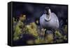 Nene on Hawaii Island Coast-Paul Souders-Framed Stretched Canvas