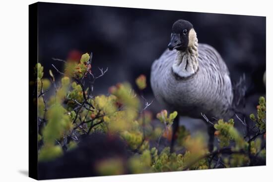 Nene on Hawaii Island Coast-Paul Souders-Stretched Canvas