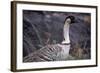 Nene on Hawaii Island Coast-Paul Souders-Framed Photographic Print