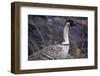 Nene on Hawaii Island Coast-Paul Souders-Framed Photographic Print