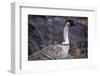 Nene on Hawaii Island Coast-Paul Souders-Framed Photographic Print