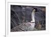 Nene on Hawaii Island Coast-Paul Souders-Framed Photographic Print