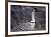 Nene on Hawaii Island Coast-Paul Souders-Framed Photographic Print