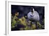 Nene on Hawaii Island Coast-Paul Souders-Framed Photographic Print