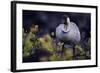 Nene on Hawaii Island Coast-Paul Souders-Framed Photographic Print