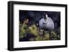 Nene on Hawaii Island Coast-Paul Souders-Framed Photographic Print