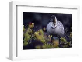 Nene on Hawaii Island Coast-Paul Souders-Framed Photographic Print